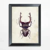 Obraz brązowy owad BEETLE 21x30 cm