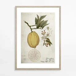 Obraz LEMON LIFE CYCLE 21x30 cm