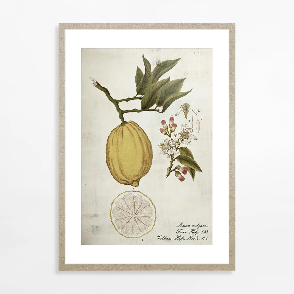 Obraz LEMON LIFE CYCLE 21x30 cm