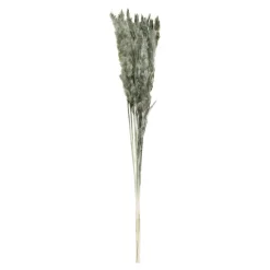 Suszona TRAWA PAMPASOWA 75 cm, 10 szt